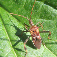 Leptoglossus occidentalis